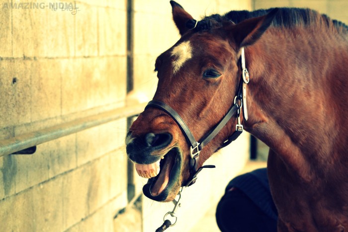 Photo de profil de amazingnidial