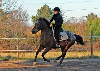 Photo de profil de chevaldu33