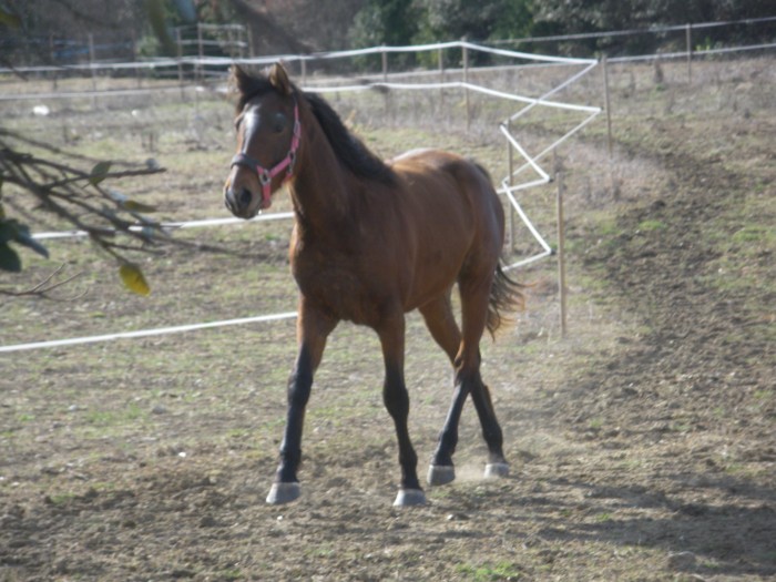 Photo de profil de anhibal