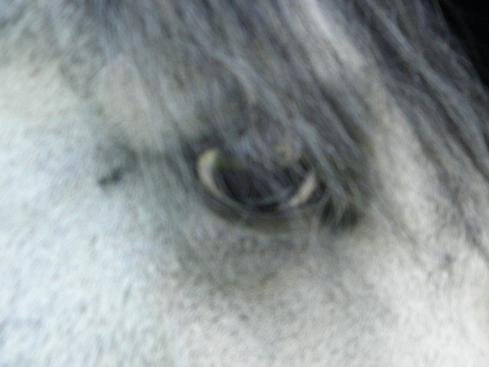 Photo de profil de balladeenforet