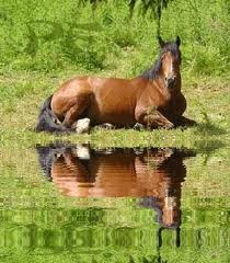 Photo de profil de dream06horse