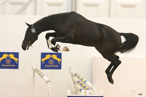 Photo de profil de corailtropical