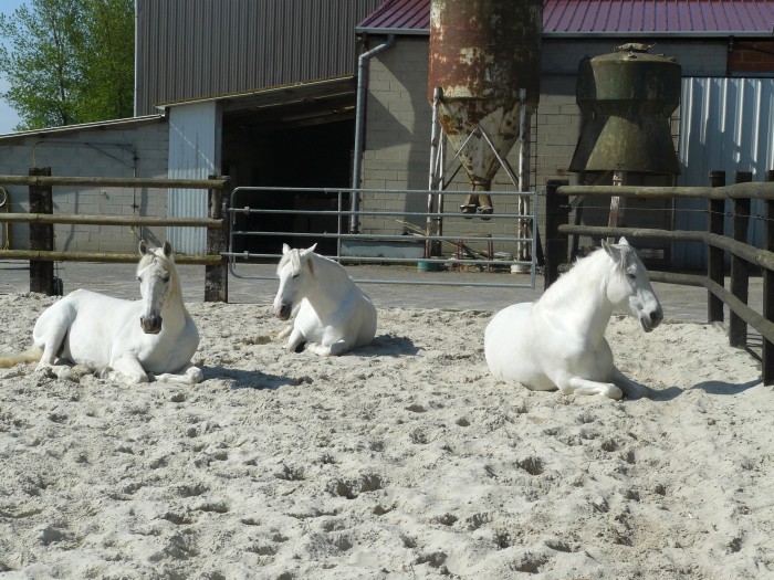 Photo de profil de menzo