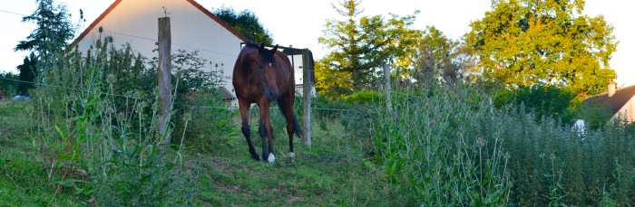 Photo de profil de snowflaake