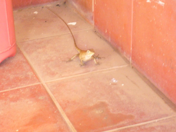 Photo de profil de chou2012