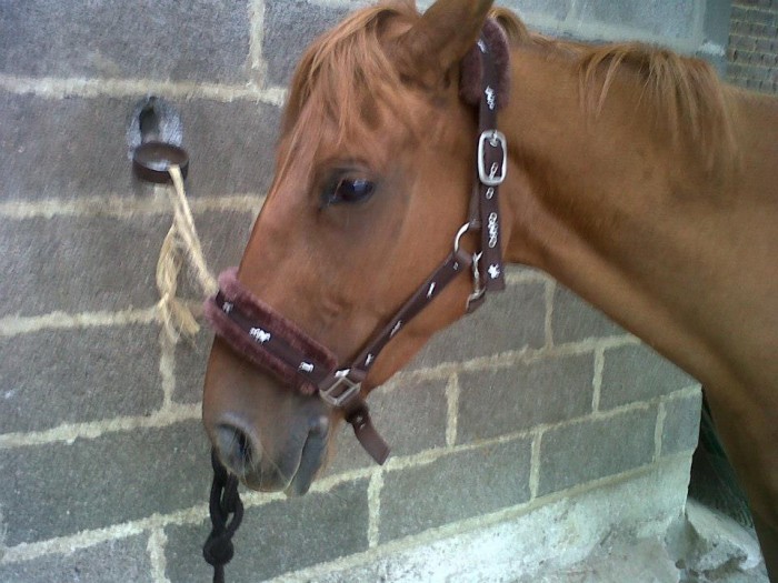 Photo de profil de equitation59149