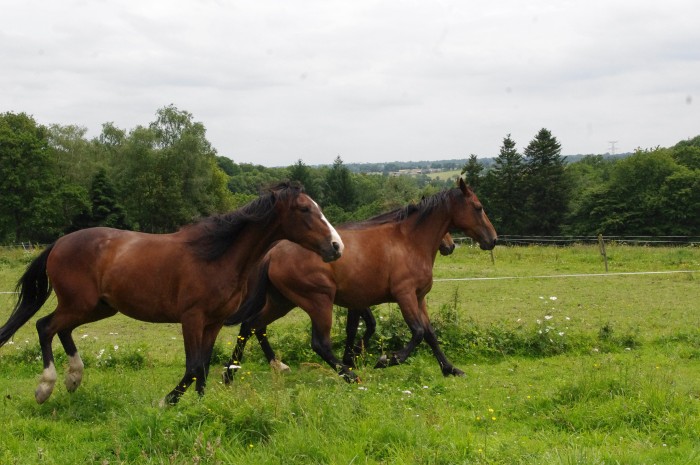 Photo de profil de fiersacheval