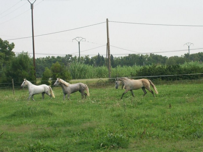 Photo de profil de ecuriesdulac