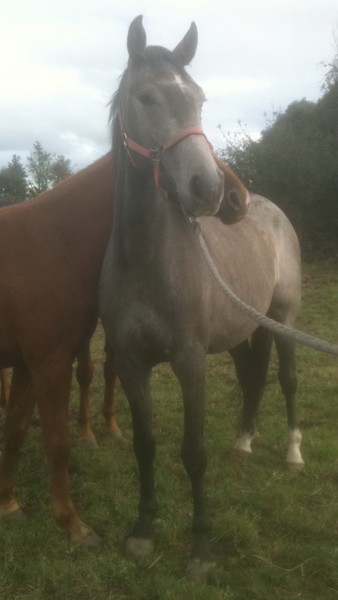 Photo de profil de giffard