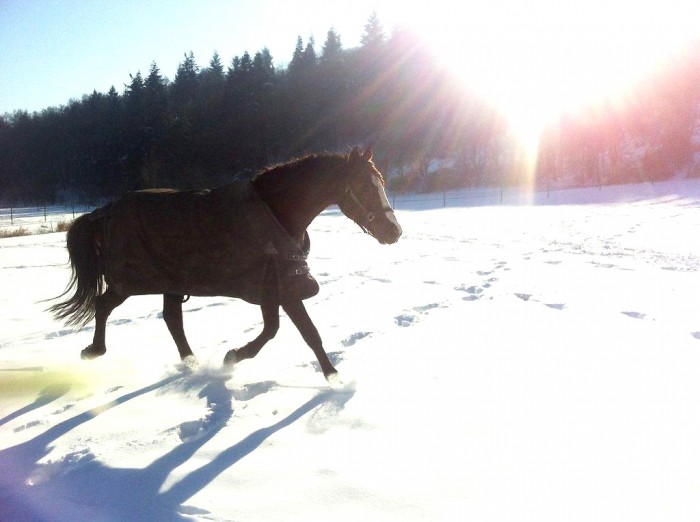 Photo de profil de horze76