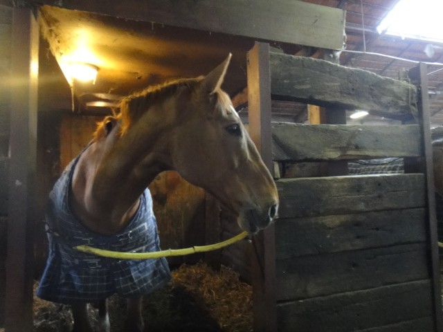 Photo de profil de celesteclement