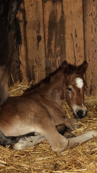 Photo de profil de irishlady