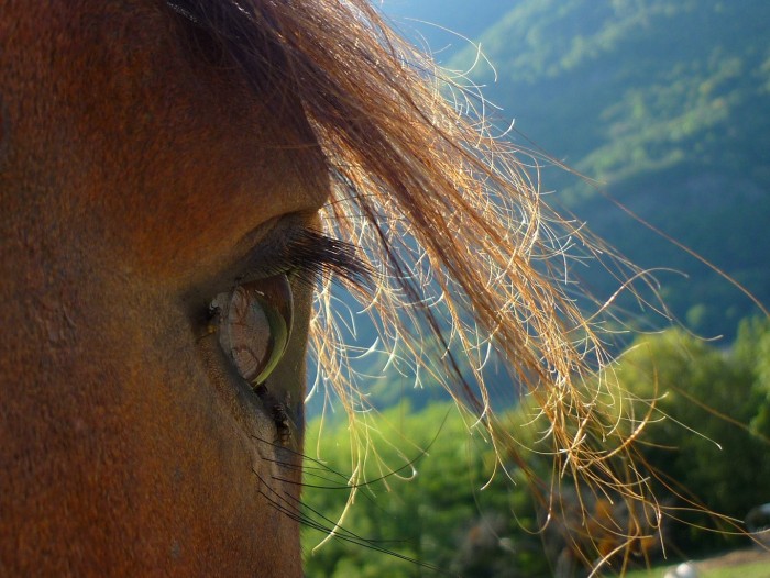 Photo de profil de poulpiflette