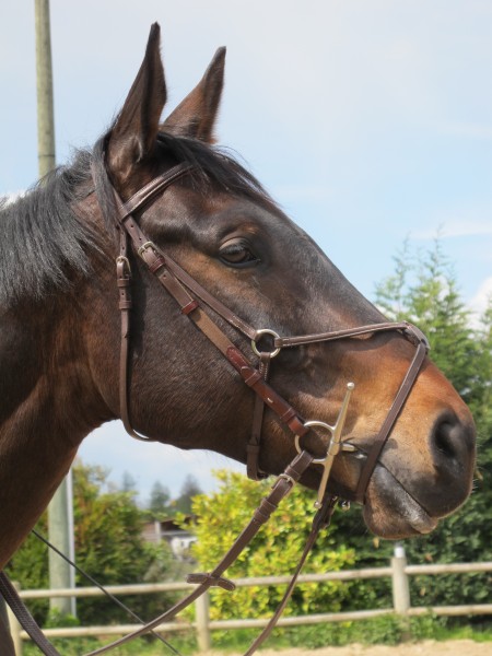 Photo de profil de celtho