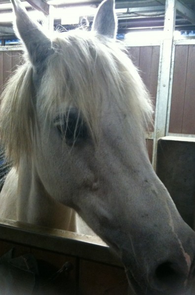 Photo de profil de galopcheval