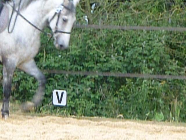 Photo de profil de lusitanien35