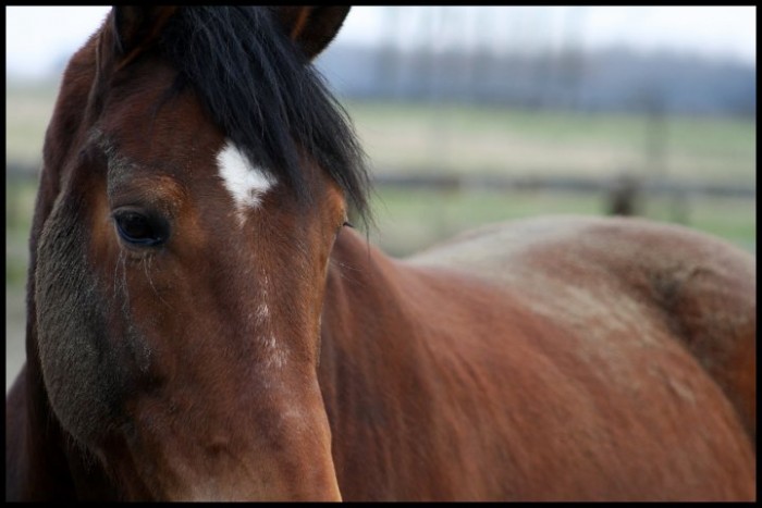 Photo de profil de lordlheigirl