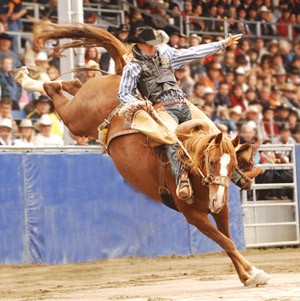 Photo de profil de sky_horse