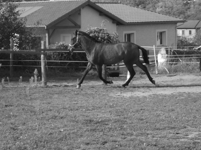 Photo de profil de babcavaliere