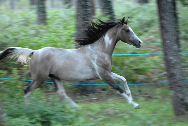 Photo de profil de poneys4vents