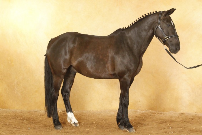 Photo de profil de guapodiesel