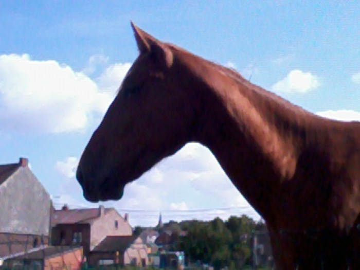 Photo de profil de michaeljackson