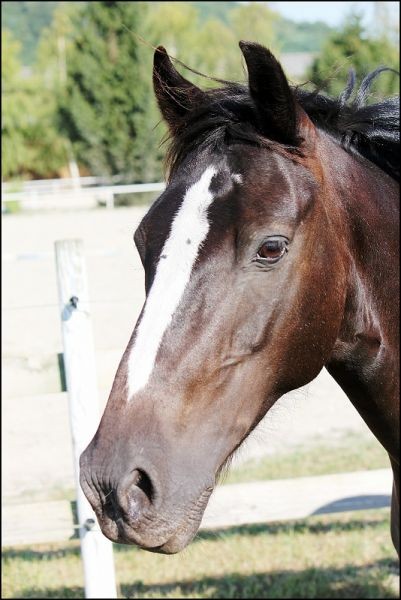 Photo de profil de irina47