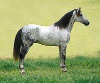 Photo de profil de equitation91