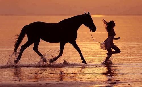 Photo de profil de mustanghorse
