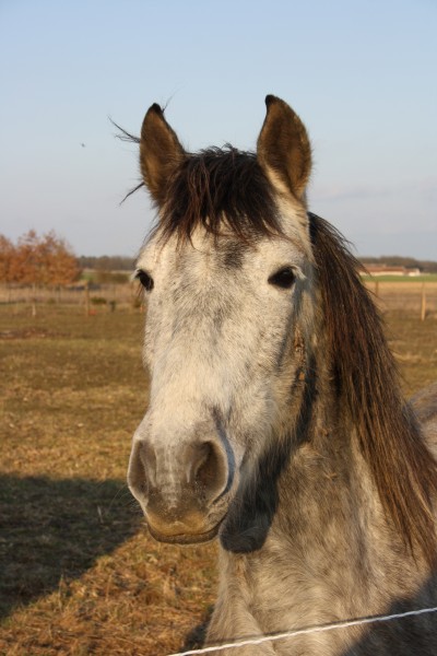 Photo de profil de elreyonne