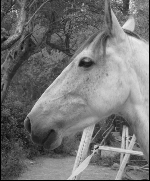 Photo de profil de olympique