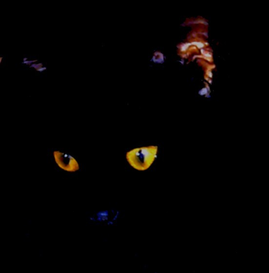 Photo de profil de toulouselautrec