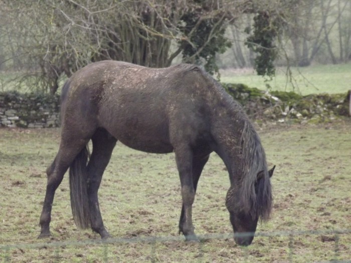 Photo de profil de grouchot