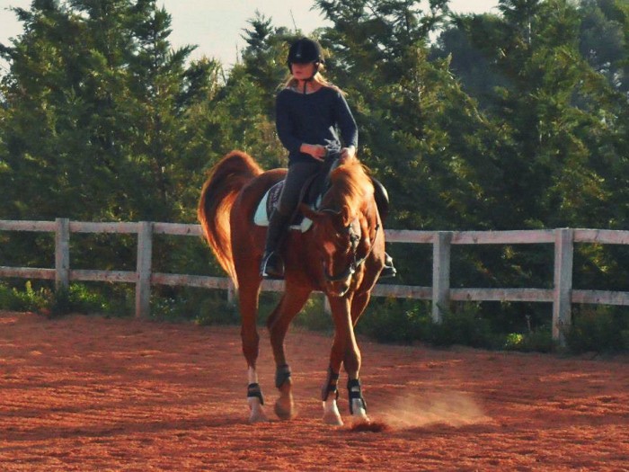 Photo de profil de cheval16