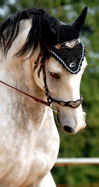 Photo de profil de galop64