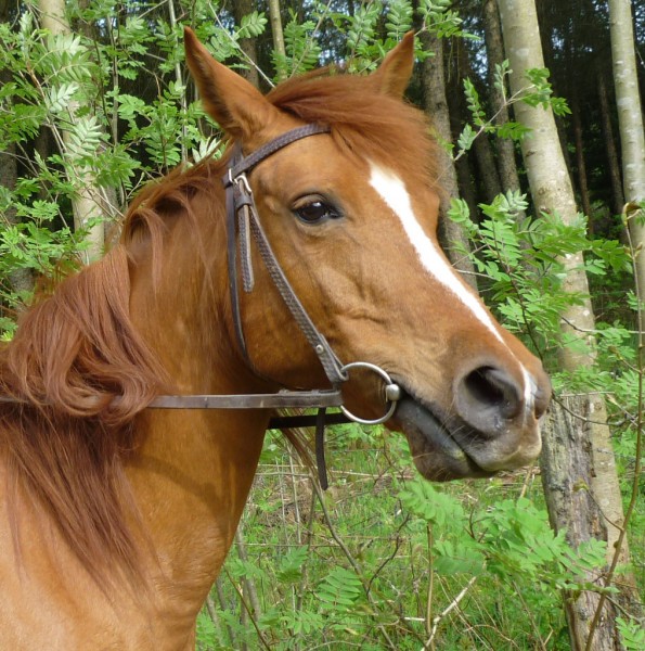 Photo de profil de jardindeden