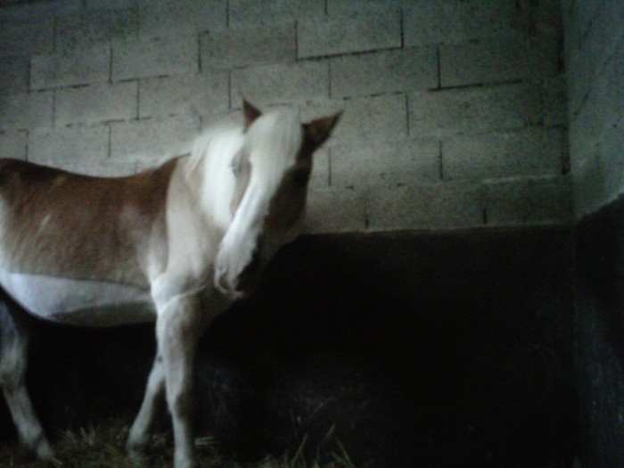 Photo de profil de kannellehorse