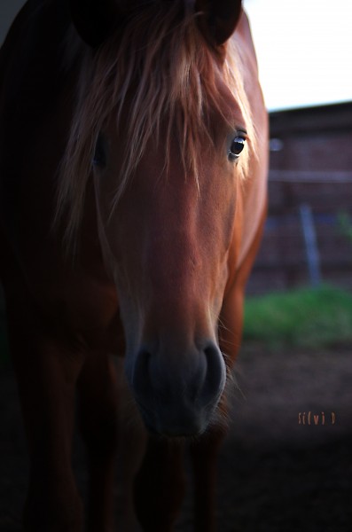 Photo de profil de dinamo