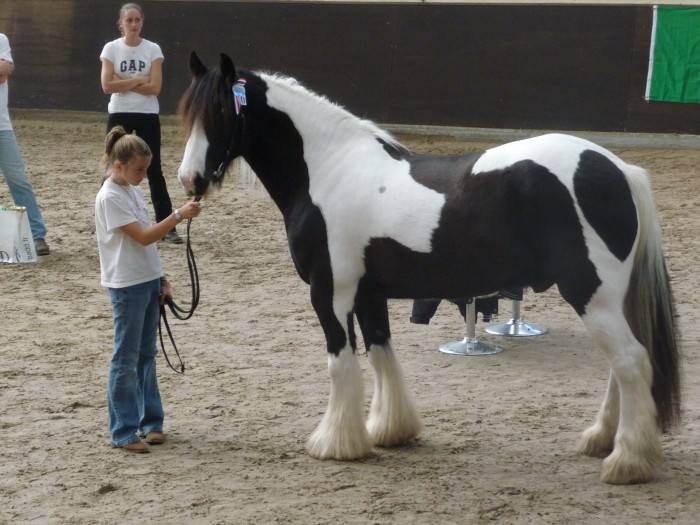 Photo de profil de horsepaint