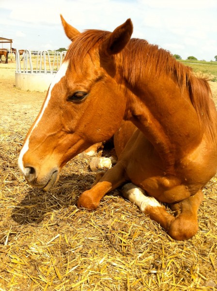 Photo de profil de cleosiris