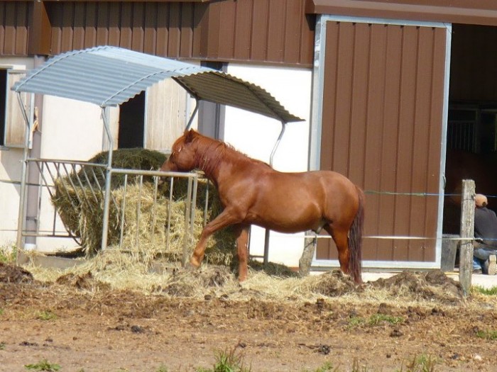 Photo de profil de cheval.passion.