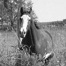 Photo de profil de sowso83