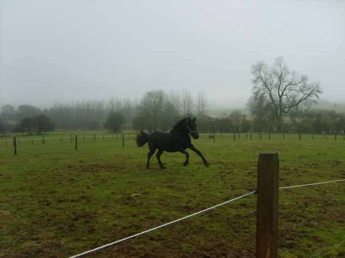 Photo de profil de shiraz