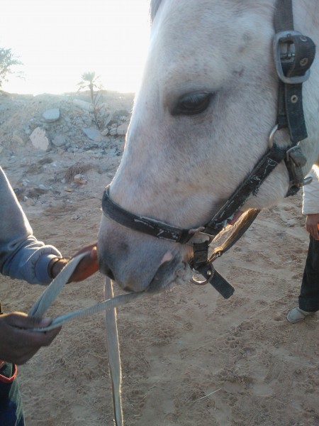 Photo de profil de chieb