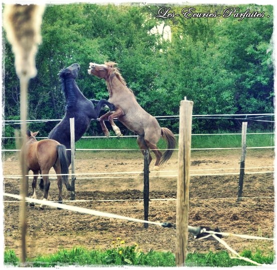 Photo de profil de avenircheval42
