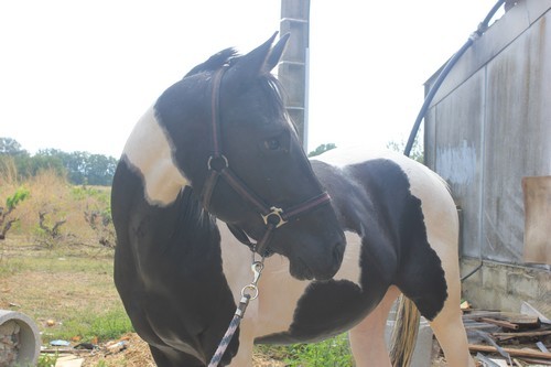 Photo de profil de cowgirl2013