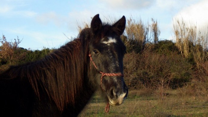 Photo de profil de djadis