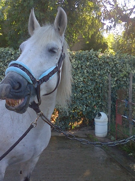 Photo de profil de myrachevaux
