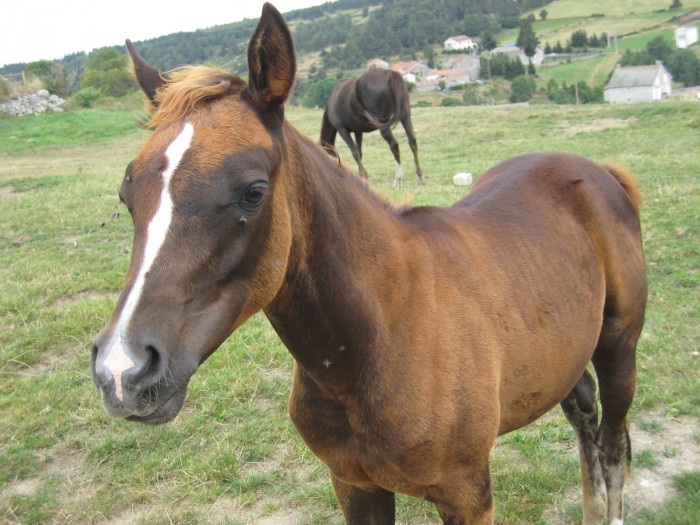 Photo de profil de horseandpony