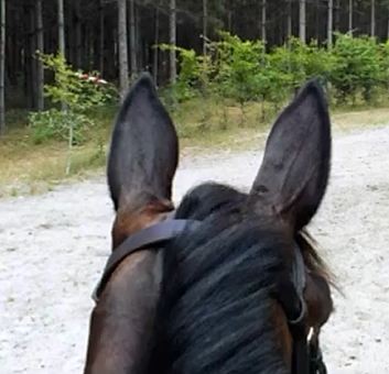 Photo de profil de pititepomme